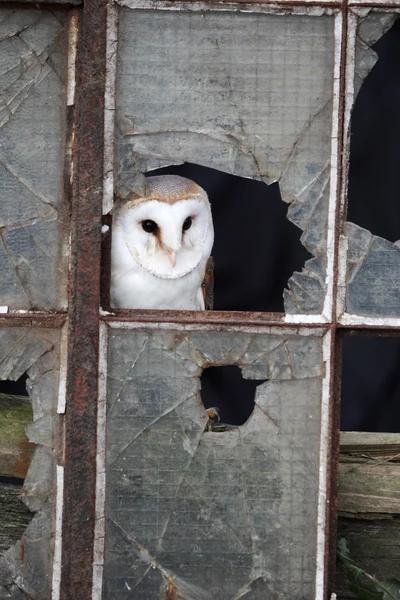 Barn owl — Stock Photo, Image