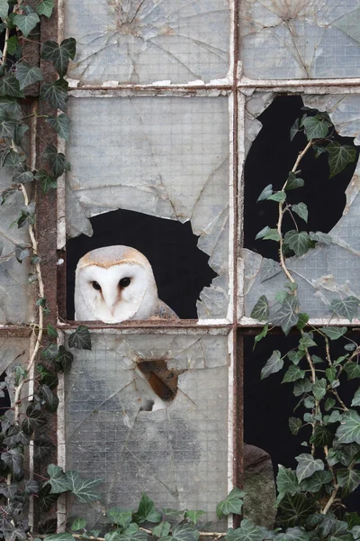 Baykuş ahırı — Stok fotoğraf