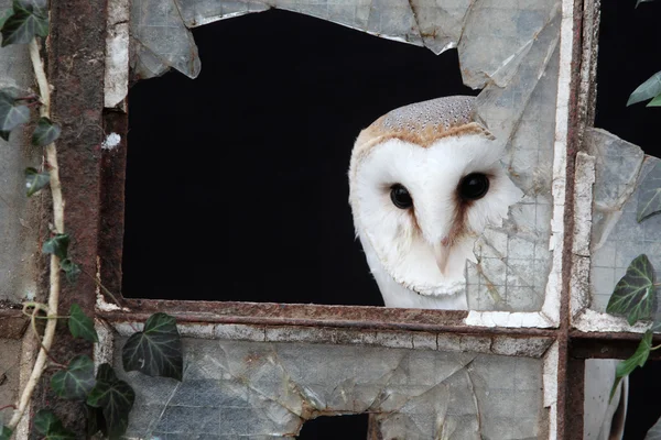 Baykuş ahırı — Stok fotoğraf