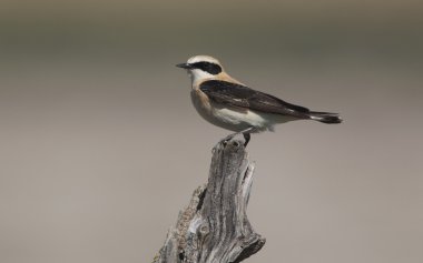 Kara kulaklı kuyrukkakan, oenanthe hispanica