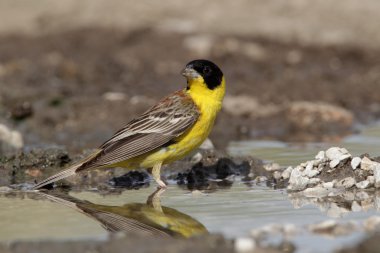 Kara başlı kiraz kuşu