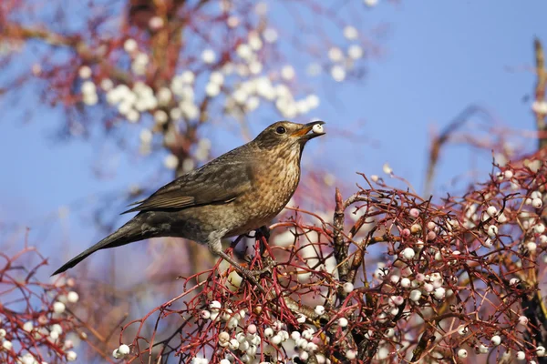 Blackbird — Stock Photo, Image