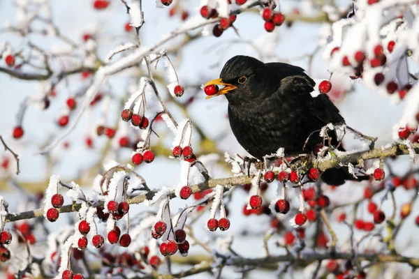 Pássaro negro — Fotografia de Stock