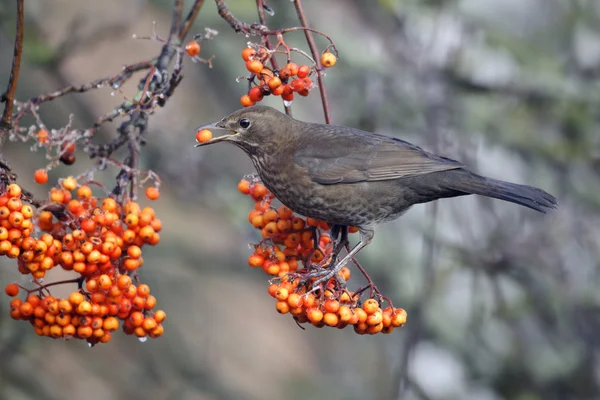 Amsel — Stockfoto