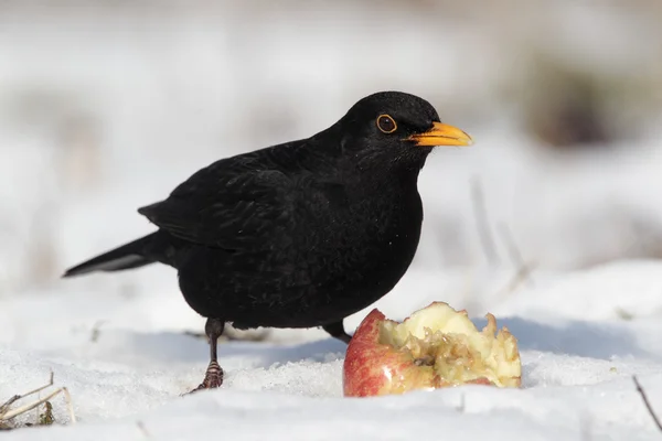 Amsel — Stockfoto