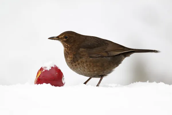 Björnfågel — Stockfoto