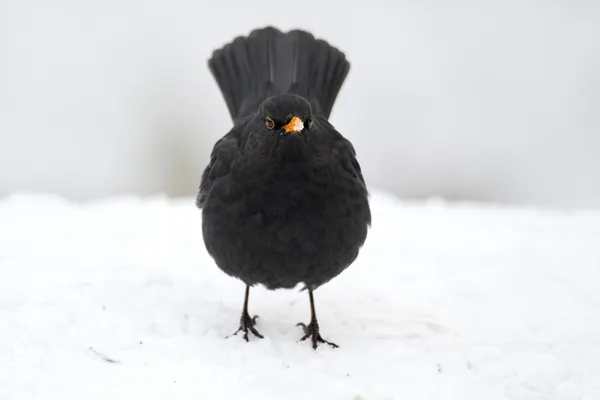 Bladvogel — Stockfoto