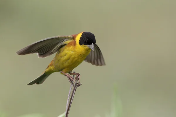 Black-headed bunting — Stock Photo, Image