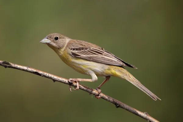 Black-headed bunting — Stock Photo, Image