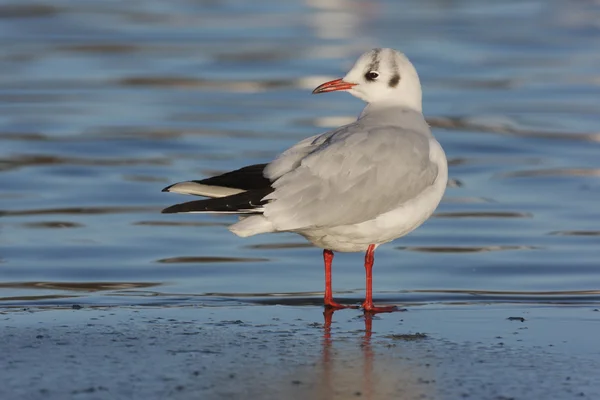 Gaviota de cabeza negra — Foto de Stock