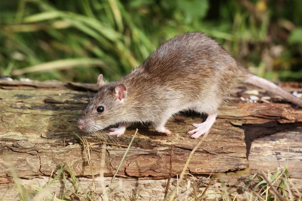 Brown rat, Rattus norvegicus — Stock Photo, Image