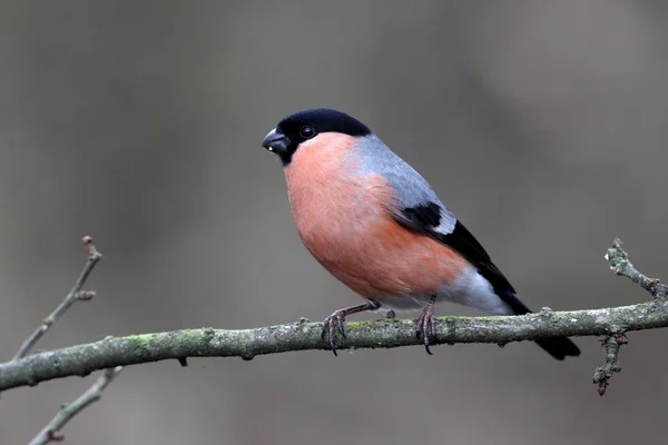 Bullfinch, Pyrrhula pyrrhula — Stock Photo, Image