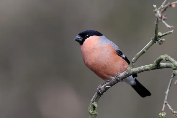 Bullfinch, Pyrrhula pyrrhula — Stock Photo, Image