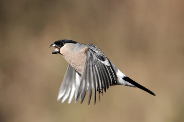 Bullfinch, Pyrrhula pyrrhula — Stock Photo, Image