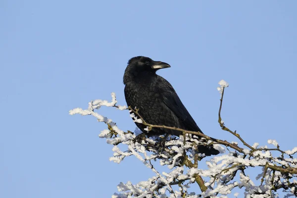 Corvo di Carogna, Corvus corone — Foto Stock