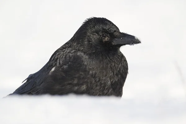 Carion karga, corvus corone — Stok fotoğraf