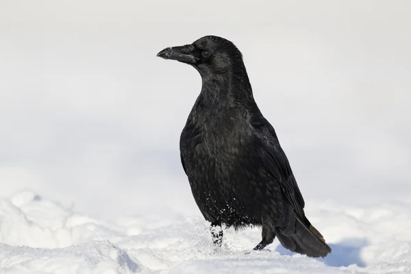Carion Crow, Corvus corone — стоковое фото