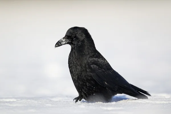 Carion karga, corvus corone — Stok fotoğraf