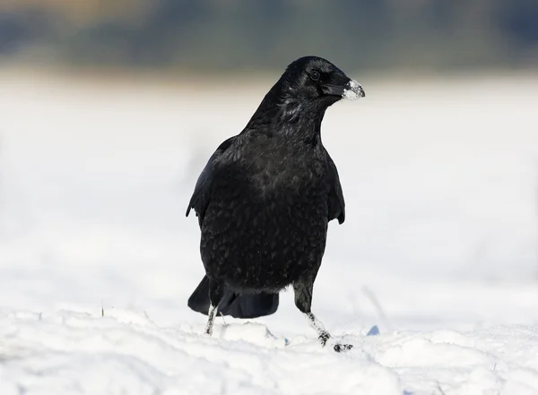 Carion crow, Corvus corone — Stock Photo, Image