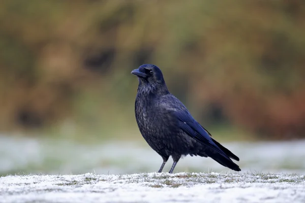 Carion crow, Corvus corone — Stock Photo, Image