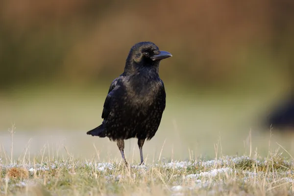 Corvo Carion, Corvus corone — Fotografia de Stock