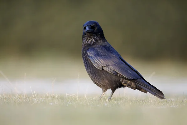 Carion crow, Corvus corone, — Stock Photo, Image