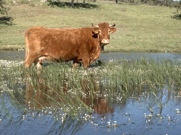Корова в воде — стоковое фото