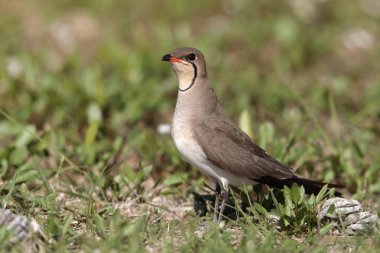 yakalı pratincole, glareola pratincola