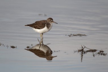 ortak sandpiper, tringa hypoleucos