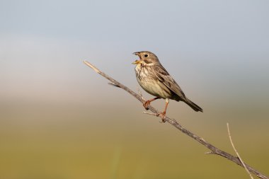 tarla kiraz kuşu, emberiza calandra,