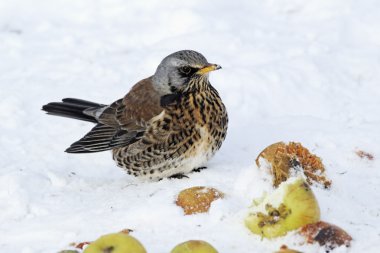 fieldfare