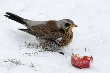 fieldfare