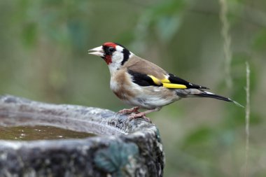 Saka kuşu, carduelis carduelis,