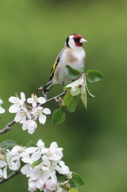 Saka kuşu, carduelis carduelis,