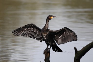 karabatak phalacrocorax carbo