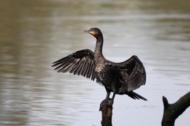 karabatak phalacrocorax carbo