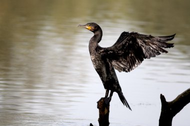 karabatak phalacrocorax carbo