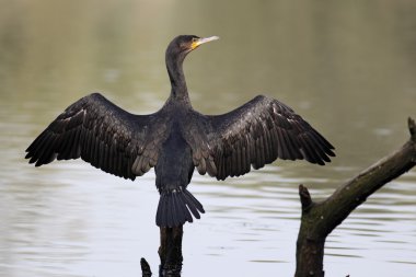 karabatak phalacrocorax carbo
