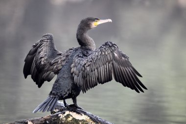 karabatak phalacrocorax carbo