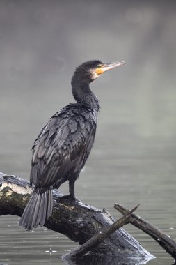 karabatak phalacrocorax carbo