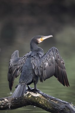 karabatak phalacrocorax carbo
