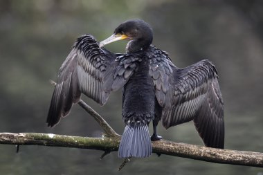 karabatak phalacrocorax carbo