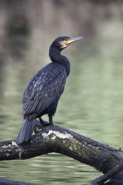 karabatak phalacrocorax carbo