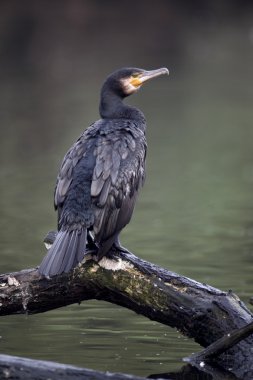 karabatak phalacrocorax carbo