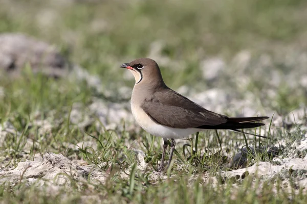 Pratincole à collier, Glareola pratincola — Photo