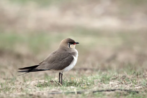 Halsband pratincole, glareola pratincola — Stockfoto