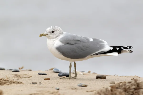 Mouette commune — Photo