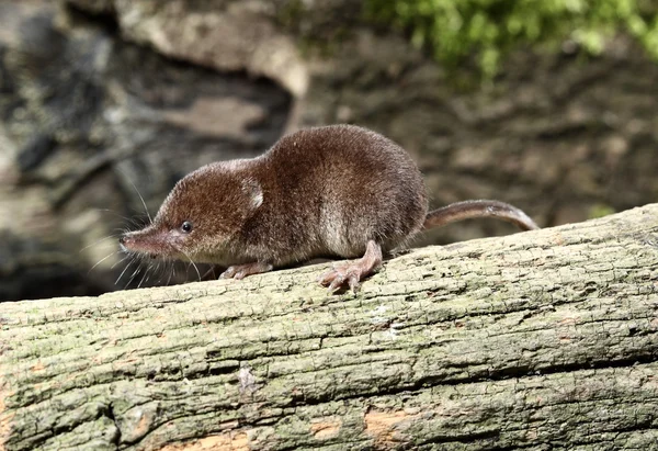 Bosspitsmuis, sorex araneus — Stockfoto