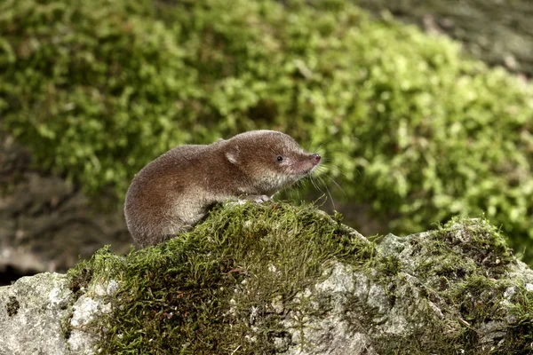 Common shrew, Sorex araneus — Stock Photo, Image