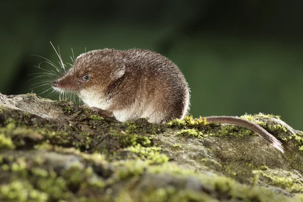 Yaygın sivri faresi, sorex araneus — Stok fotoğraf